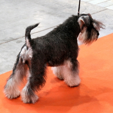 divi11.jpg