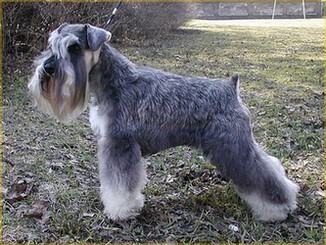 Webov strnky chovatelsk stanice Knete Sternenhocha