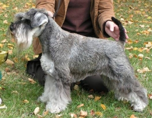 Webov strnky chovatelsk stanice Czech lady