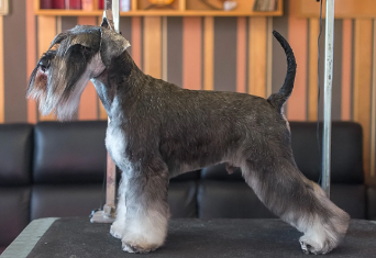 Chovatelsk stanice Casablanca di Bianca