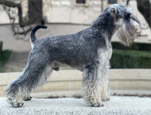 Webov strnky Codex Dentis