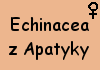 Echinacea z Apatyky