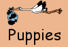 Puppies