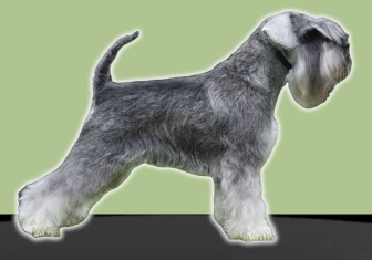 Webov� str�nky Percy Pepper Androis